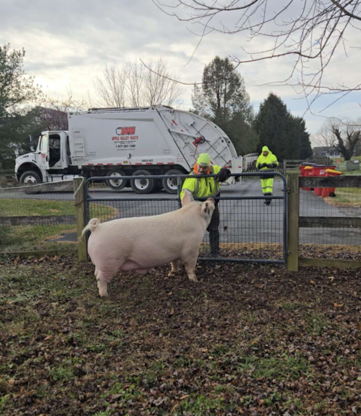 Repo Pig 850-Pound Pig Sprints Across Yard To Greet His Favorite Recycling Crew ...