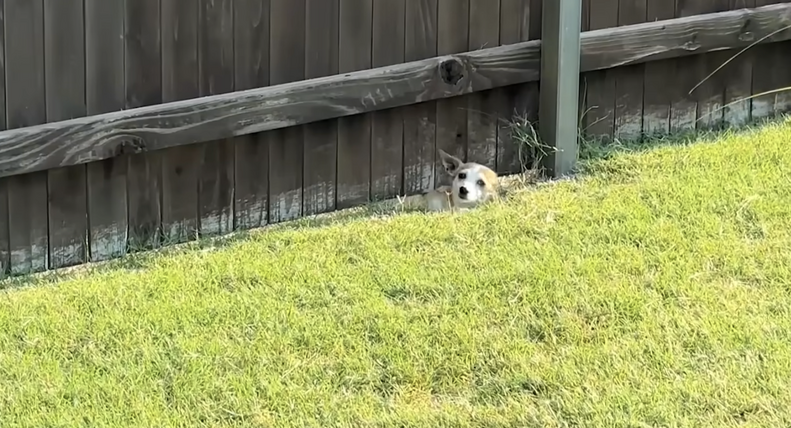 ベラがフェンスから出てきた瞬間