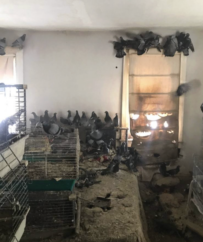 鳩たちがボロボロの家に詰め込まれている様子