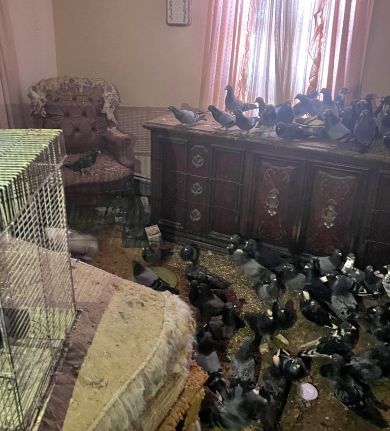 新しい家に馴染む鳩たち