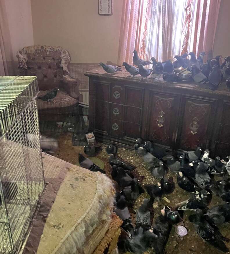 新しい家に馴染む鳩たち