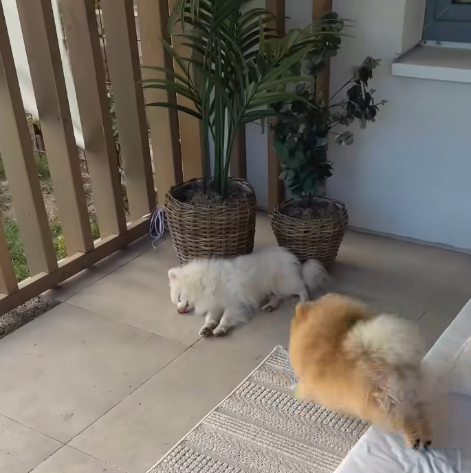 犬が寝ている兄を起こす