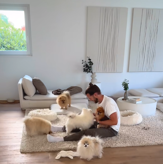 たくさんのポメラニアンがいる