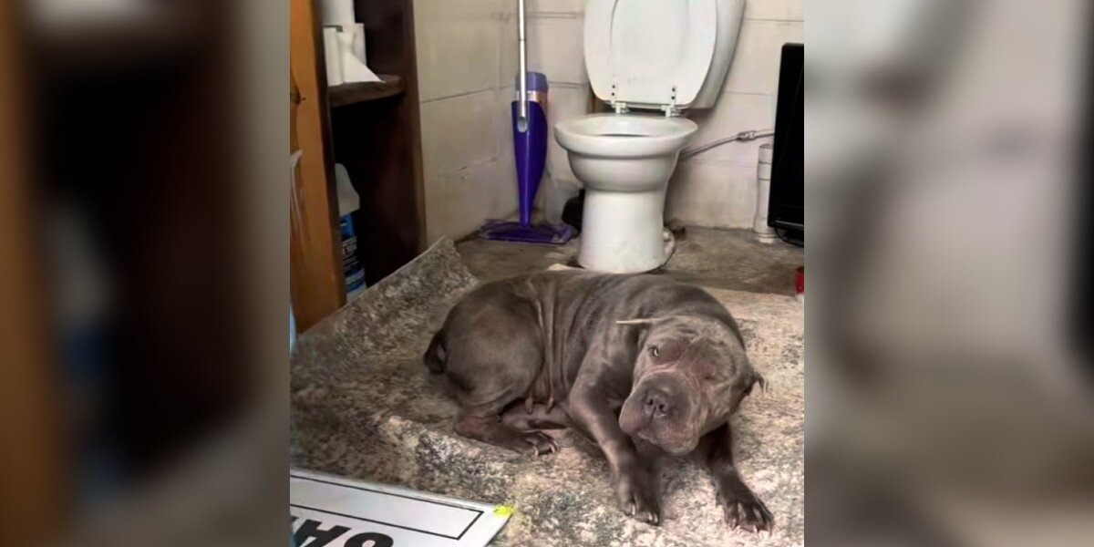 Abandoned Shar-Pei Found Shivering in Landfill Bathroom by Employee