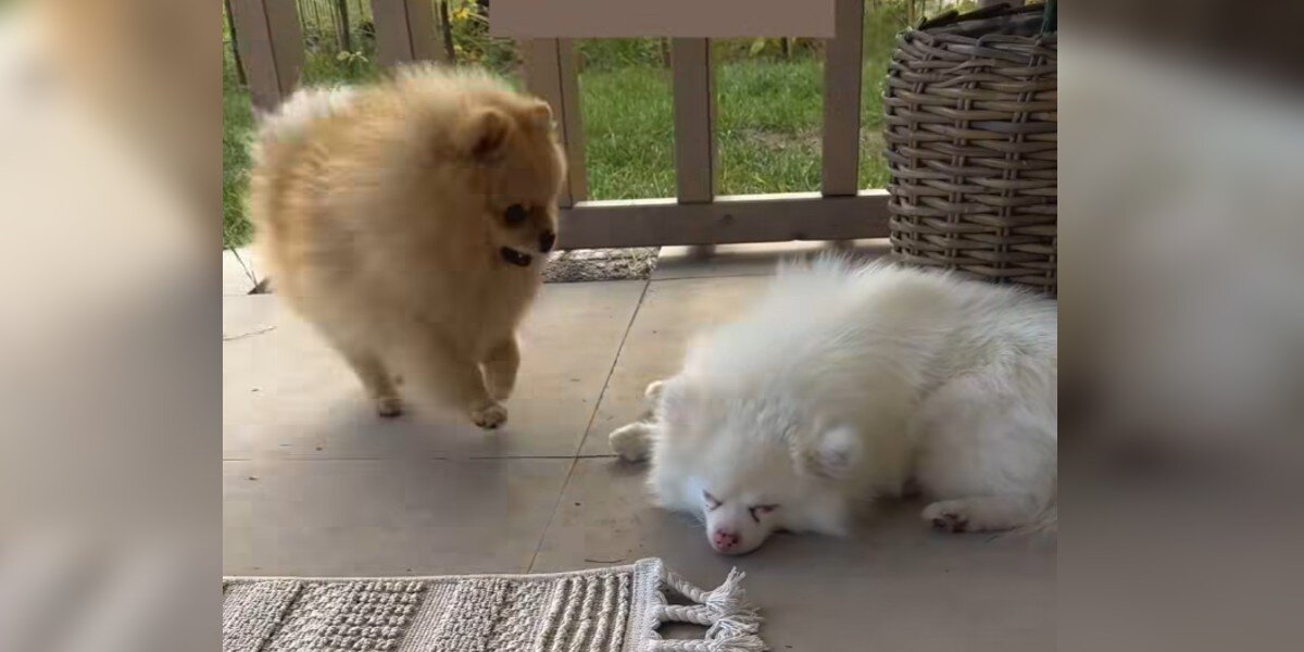 Little Dog Jumps On Deaf Brother Every Day To Wake Him — For the ...