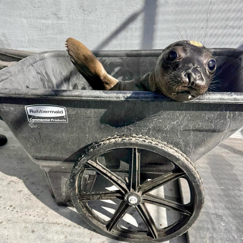 Baby seal waves from a wheelbarrow