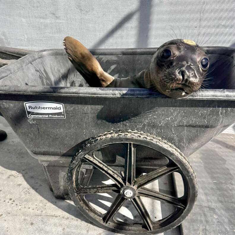 Baby seal waves from a wheelbarrow