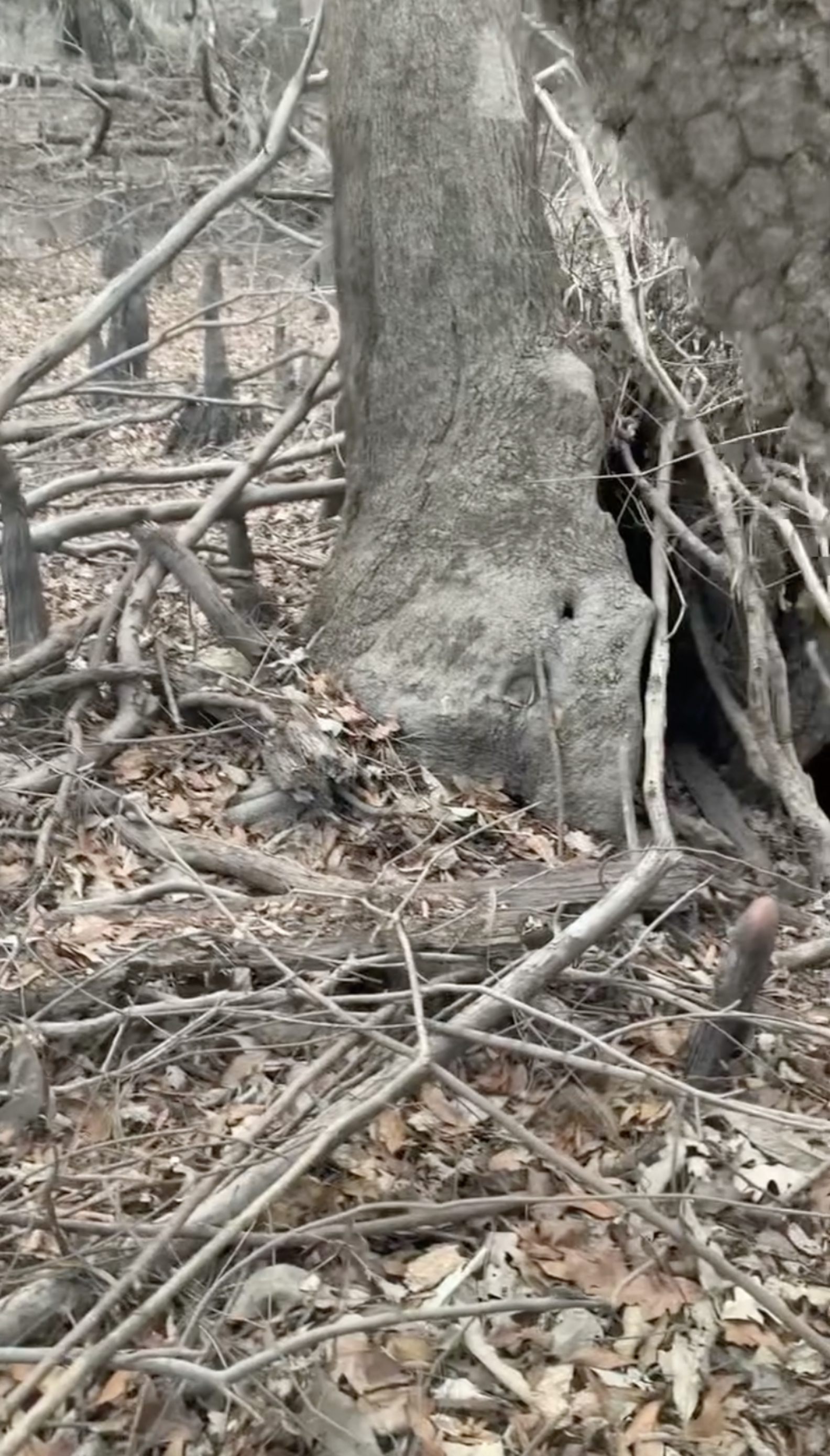 Rescuers Follow Stray Dog To A Hollow Tree — And Realize She's Not ...