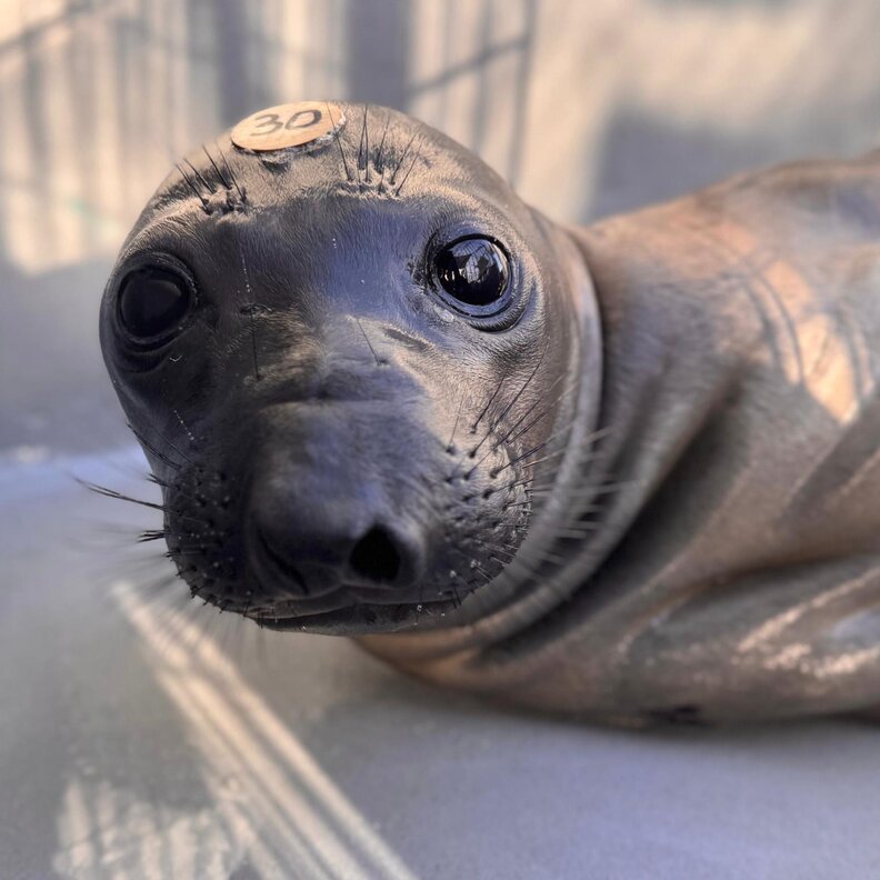 Baby seal tagged at rehabilitation center