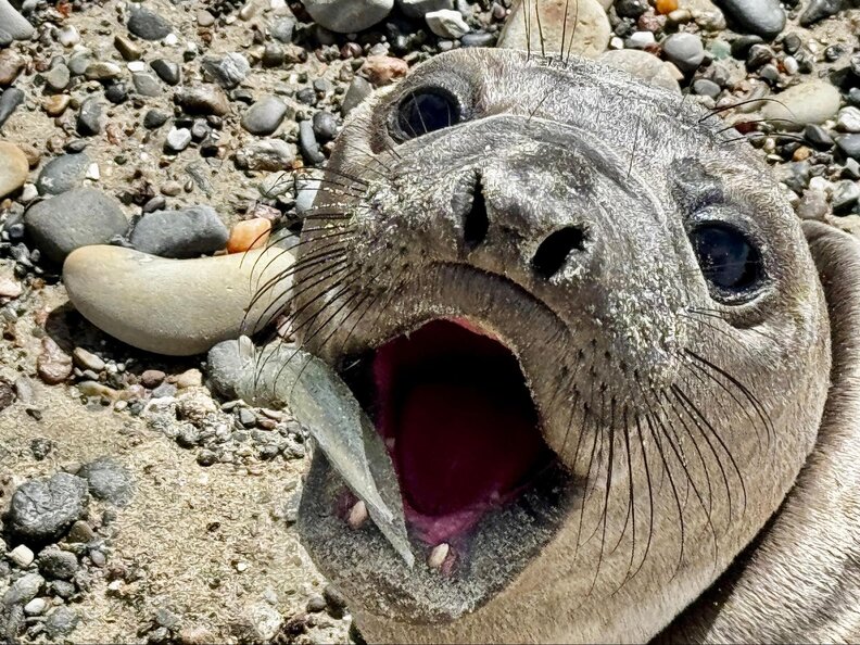Seal with a fish hook in her mouth