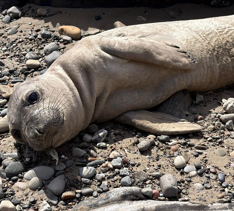 Baby seal on California beach