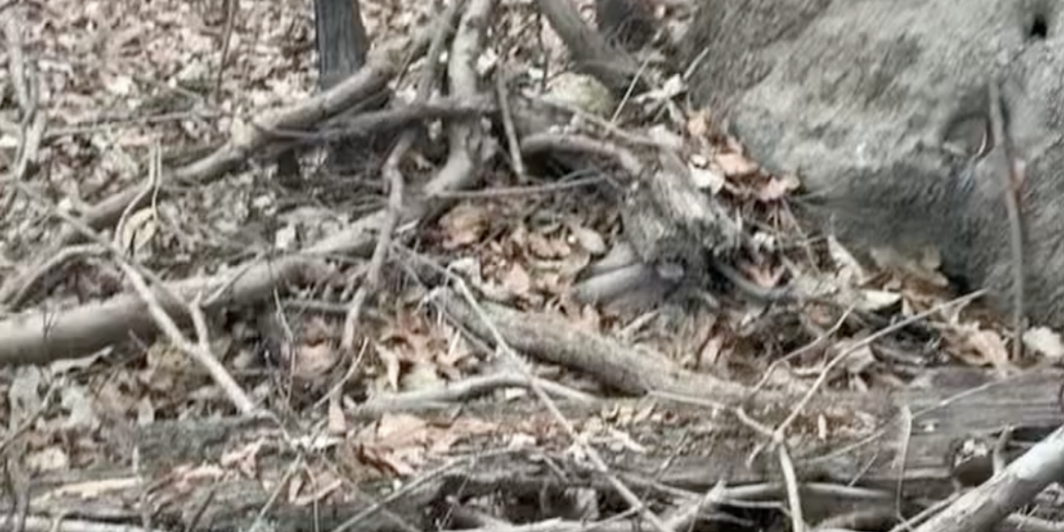 WATCH: Rescuers Follow Stray Dog To A Hollow Tree — And Realize She's ...