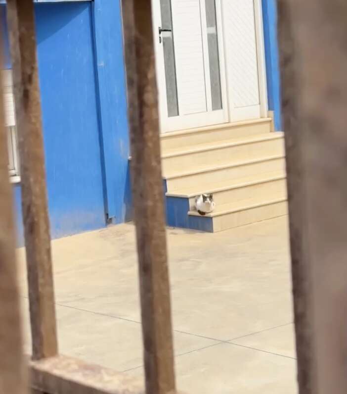 Kitten settling in a safe environment