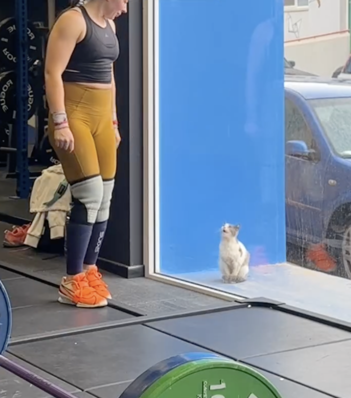 Kitten with mud-stained paws