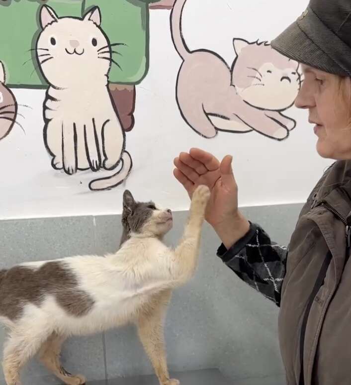 Gentle and trusting kitten