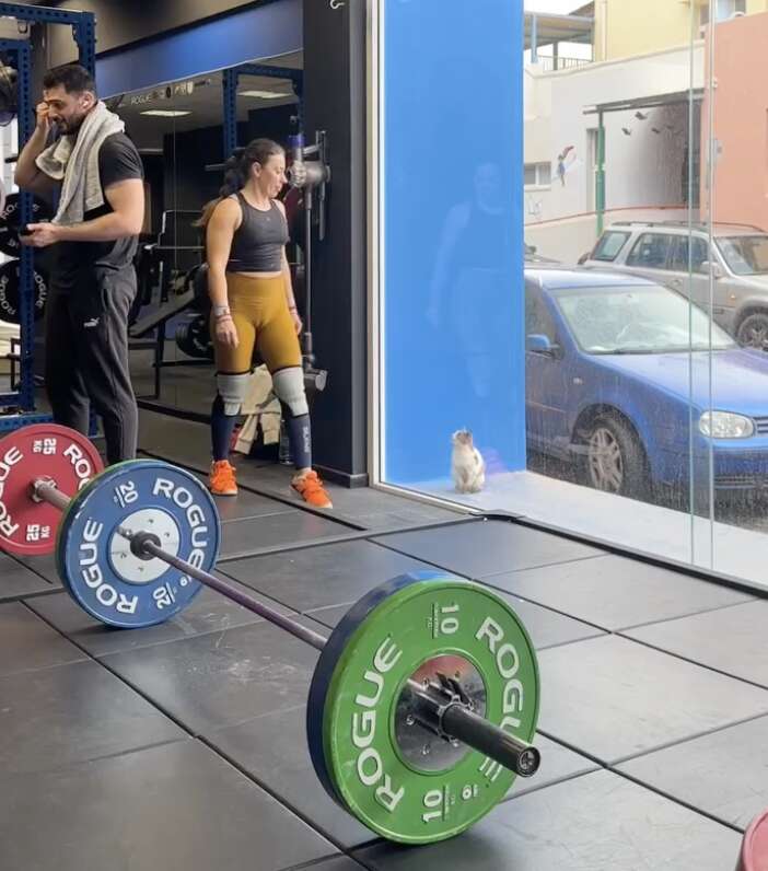 A stray kitten outside gym window
