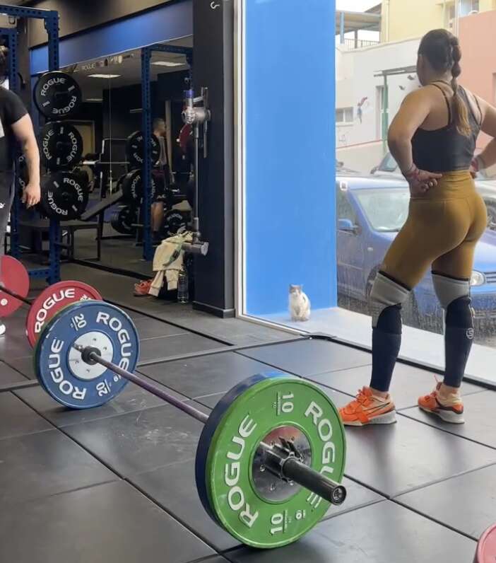 Kitten with visible sores and missing fur