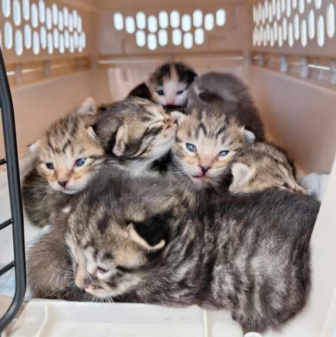 小さな子猫たちがキャリーの中にいる写真