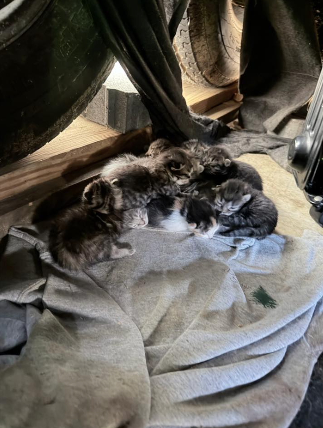 子猫たちがキャンパーの下で寝ている写真