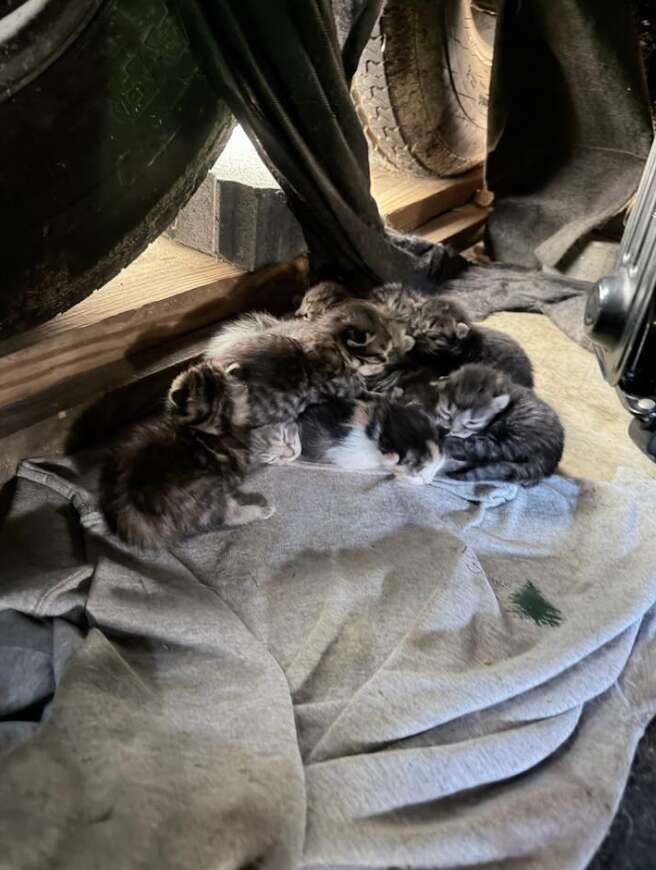 子猫たちがキャンパーの下で寝ている写真