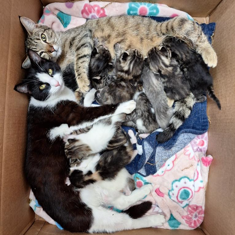 子猫たちが母猫と一緒にいる写真