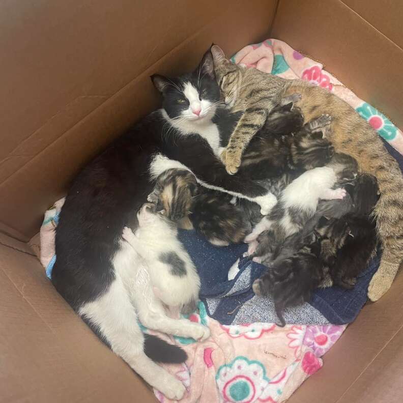 母猫たちがリラックスしている写真