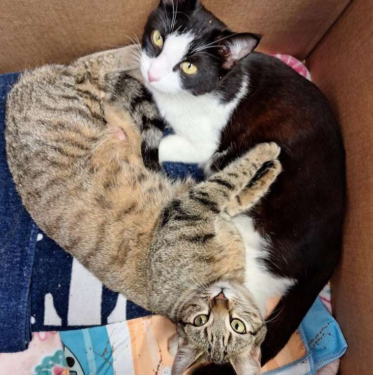 Mamacita and Chicatina sleeping together