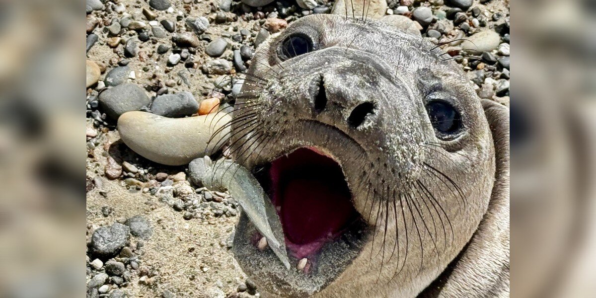Beachgoer Sees Baby Seal With 'Squid' In Her Mouth — But Something Is Wrong