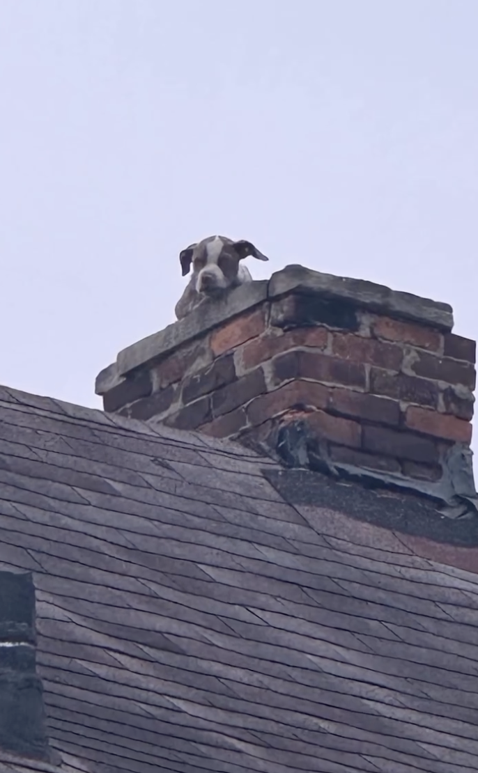 子犬のスタック