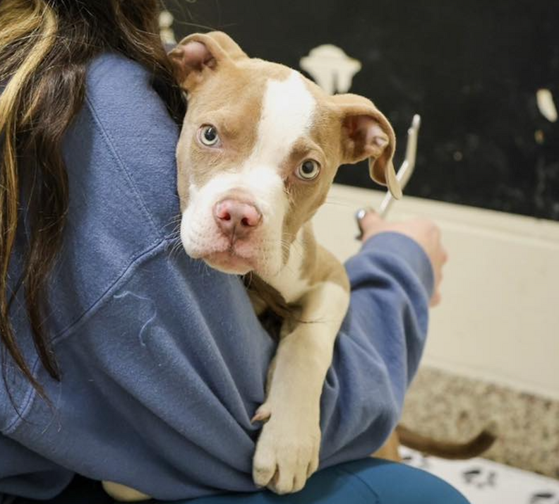 スタックの新しい家族
