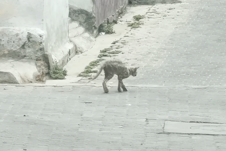 悲しい猫の画像