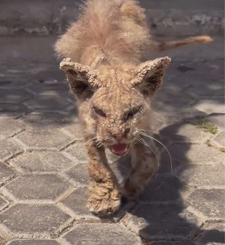 助けを求める猫の画像