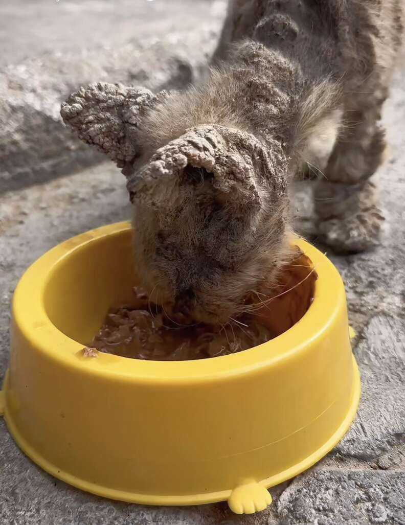 レンティーニョの画像