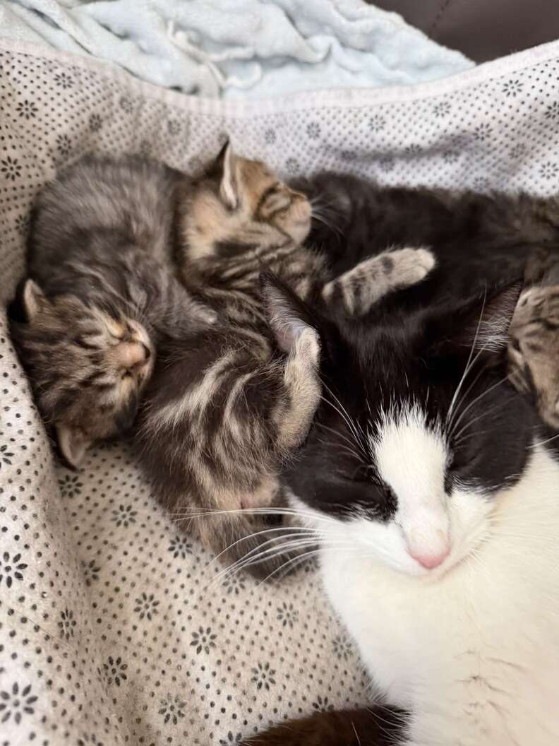 母猫たちが赤ちゃんを育てている写真