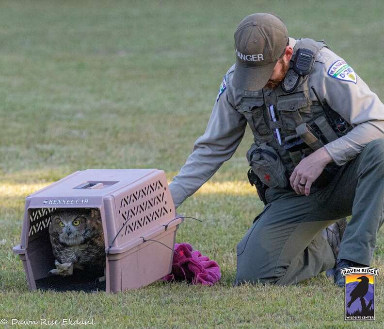 公園レンジャーがフクロウを解放する
