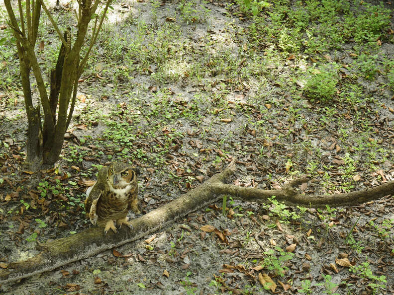 危機に瀕したフクロウ