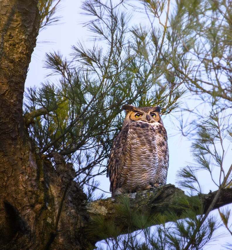 フクロウの木の上の姿
