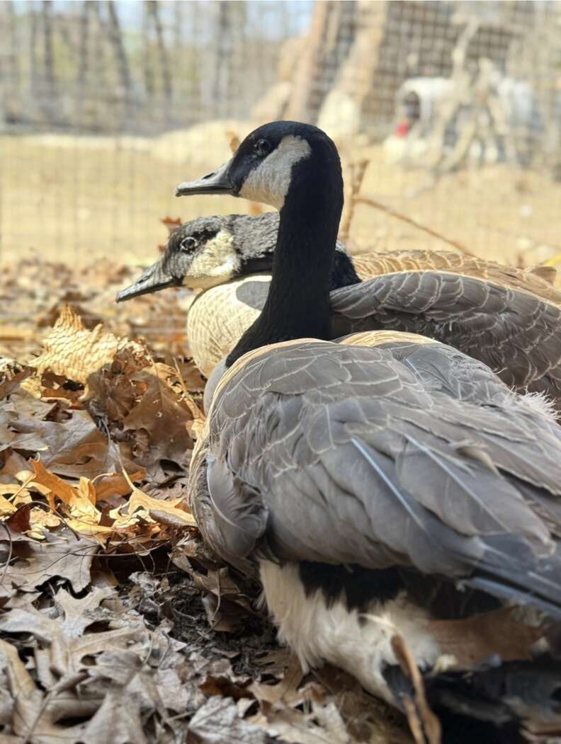 愛し合うガチョウ