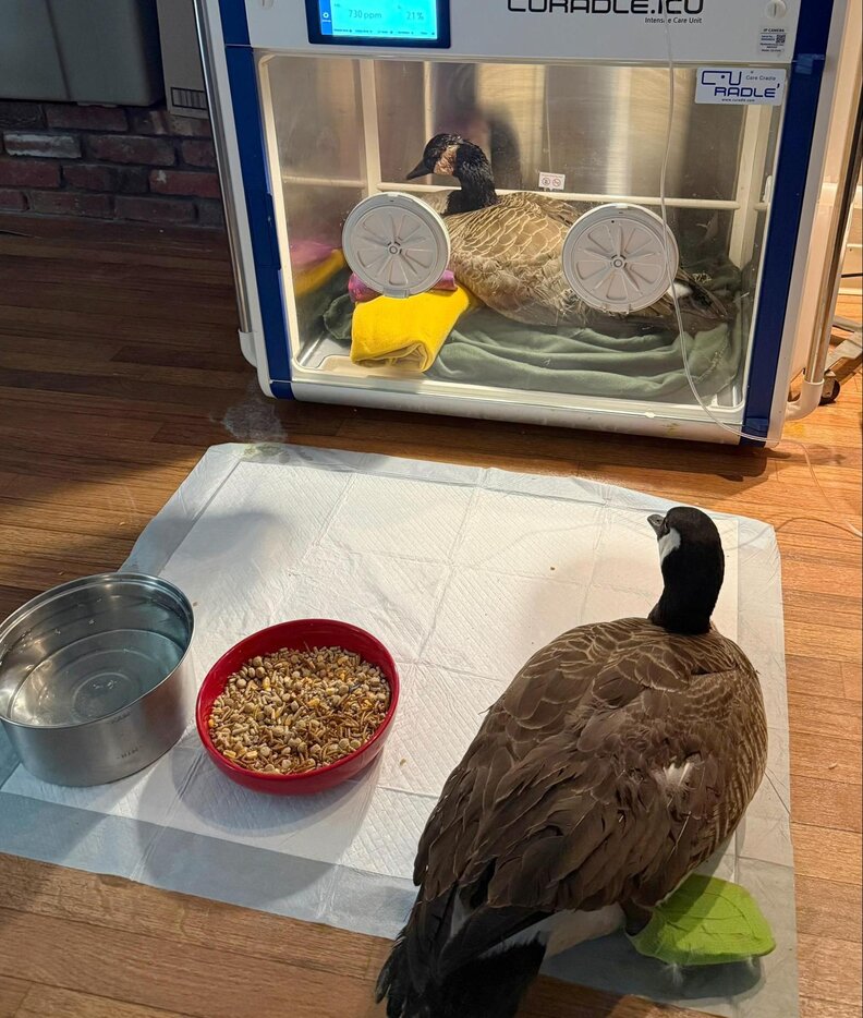 ガチョウの優しい瞬間