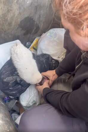 母親がゴミ箱の中に子猫を助けに手を伸ばす