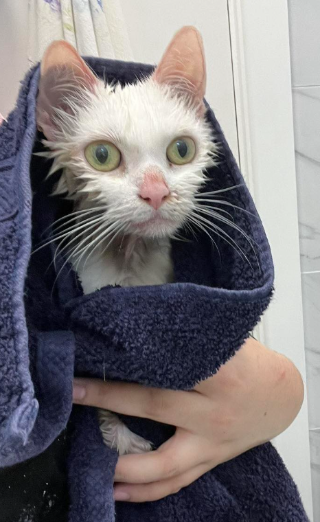 タオルに包まれたエンジェル