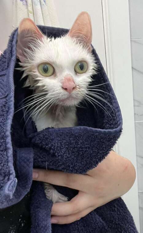 タオルに包まれたエンジェル