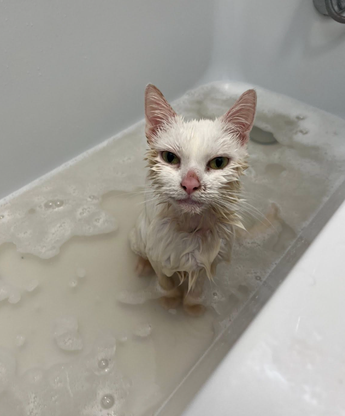お風呂に入れられた白い猫