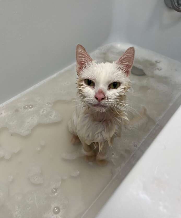 お風呂に入れられた白い猫