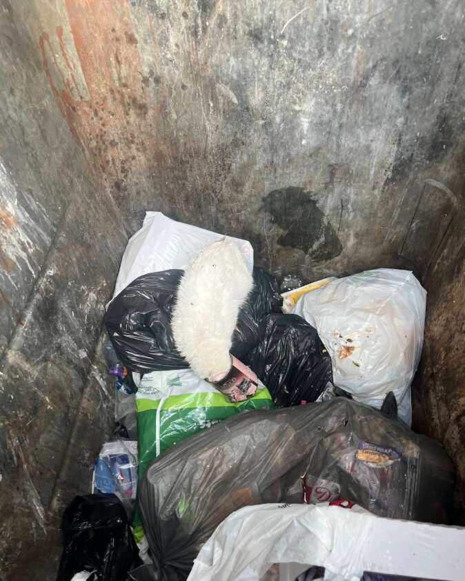 白い子猫がゴミ箱に缶をかぶっている様子