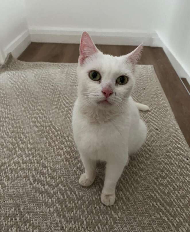 Angel the kitten feels at home