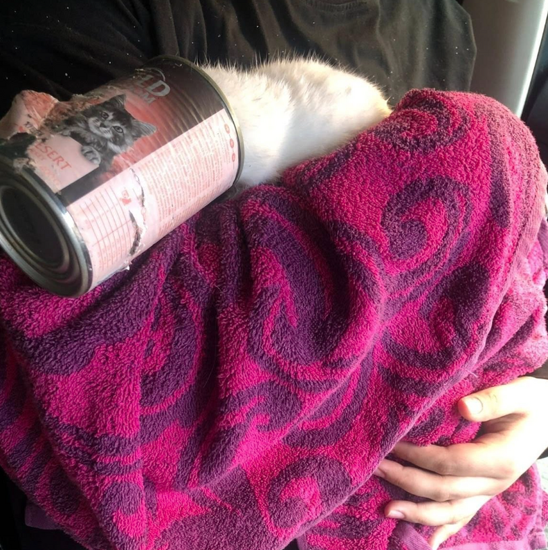 タオルで包まれた白い子猫