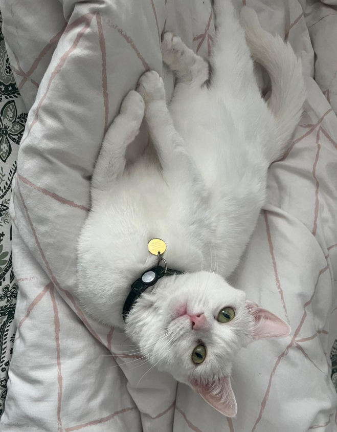 寝転がったエンジェル