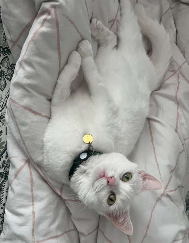 寝転がったエンジェル