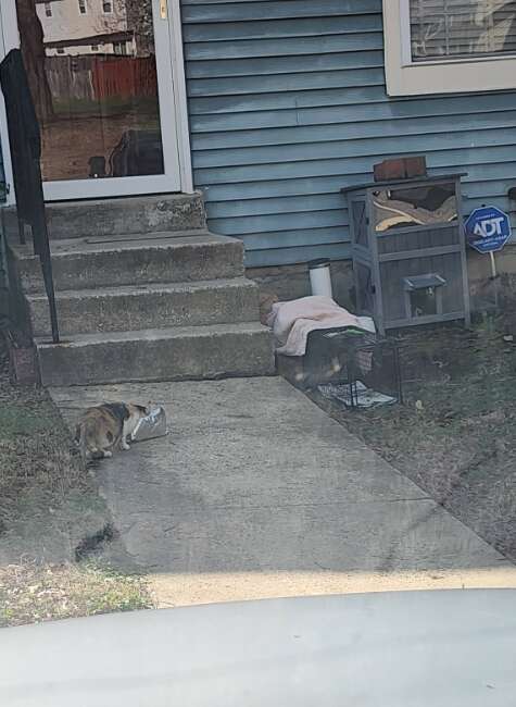 Nadler's trap efforts for the mom cat